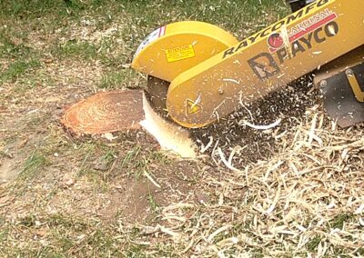 Tree Stump Grinding and Removal